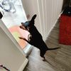 Echo