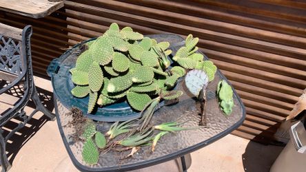 Free cactus cuttings , take as many as your like,