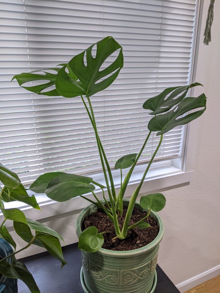 Beautiful Monstera Plant