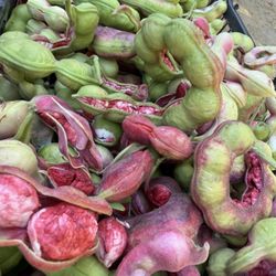 Guamuchiles