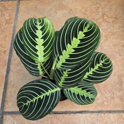 Marantha leuconeura 'Lemon Lime'