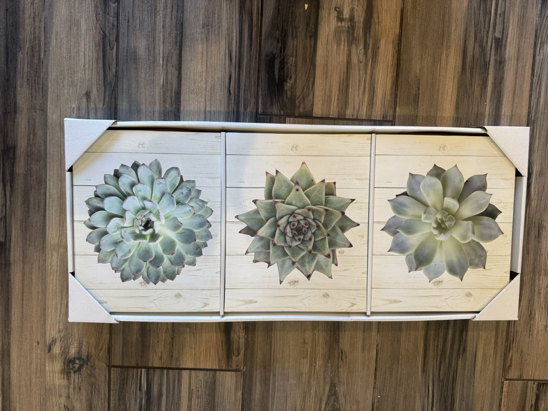 3 Piece Succulent Wall Art