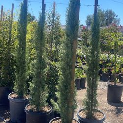 Italian Cypress 