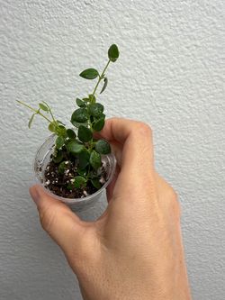 Hoya IM08 lightly rooted