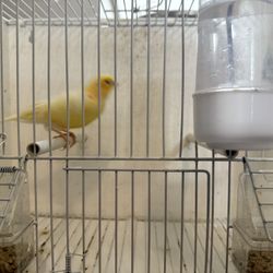 Three bird cages
