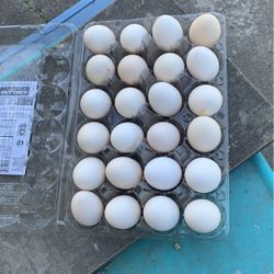 Eggs For Sale