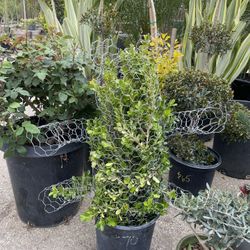 Topiary bonsai (bear)