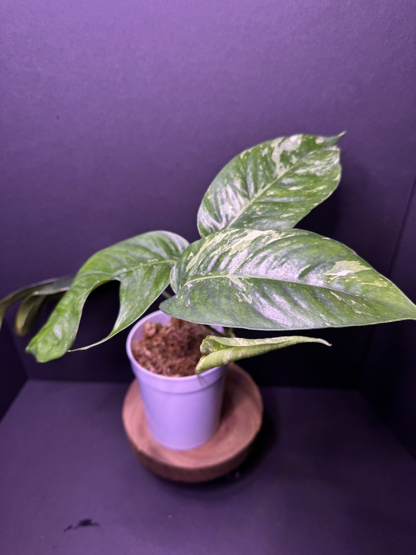 Epipremnum Pinnatum Albo