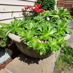 Hens & Chicks Succulents 