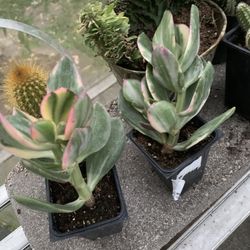 Vargirated Jade Plants!! ONLY $15 Each!! 