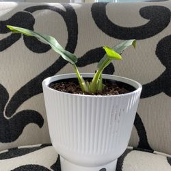 Philodendron Ring Of Fire With Pot