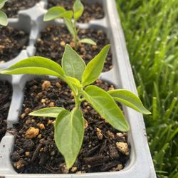 Serrano Pepper Plant