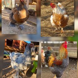 Huevos Fértiles De Gallinas De Raza Brahma 