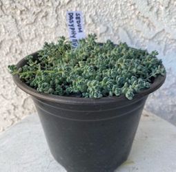 6 Inch Pot Succulent Plant - Sedum Dasyphyllum -  Thick-leaf Stonecrop - Rooted & Established - Drought Resistant - 🪴