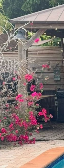 Bougainvillea with Pot