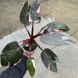 4” Tall Pink Princess Philodendron 