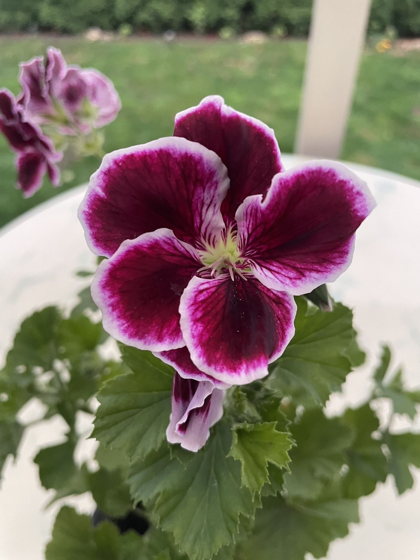 Geranium / ‘Pelargonium’ (Outdoor & Indoor Live Plant)