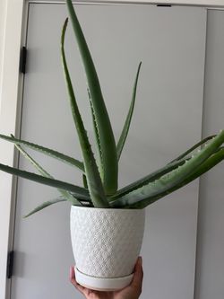 Aloe Plant