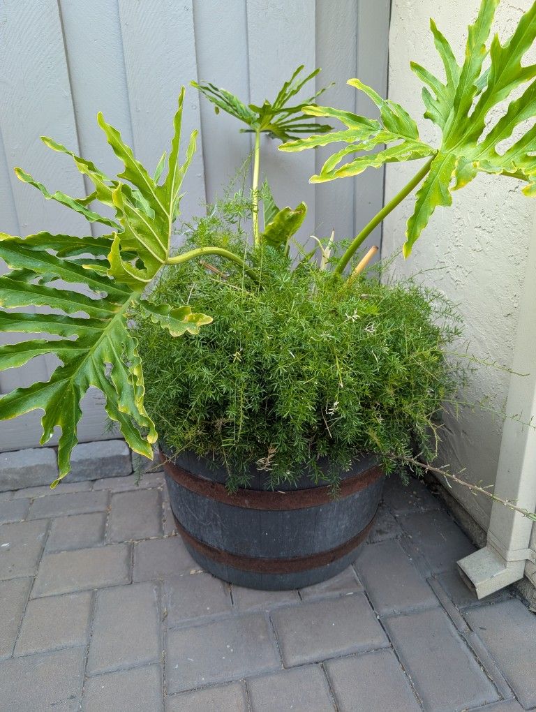 Plants With Pot