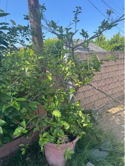 Large Grapefruit Tree – ~8 Feet Tall, Fruit-Bearing, Healthy & Productive fruiting right now 	•	Normal outdoor wear (some leaf spotting, minor cosmeti