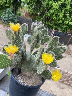 Cactus