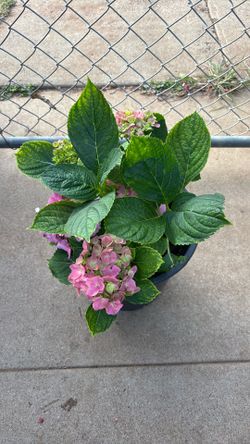 Hortensia