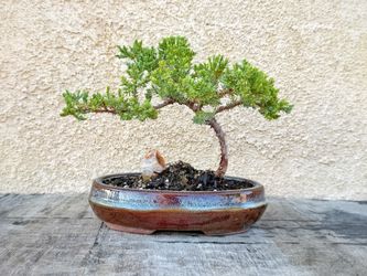 Small Live Real Juniper Bonsai Tree | 100% Handcrafted| Home and Office Décor | Gift Bonsai Tree