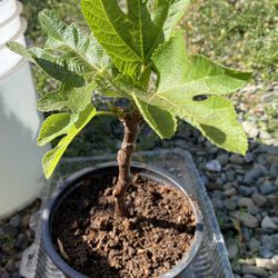 Healthy black mission Fig Plant