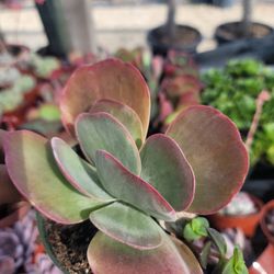flapjack succulent
