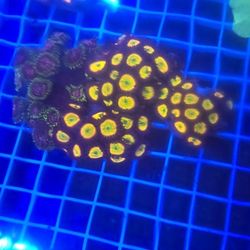 Ornamental Corals For Sale In Lake Worth Beach F.L. 