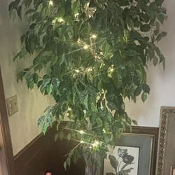 Decorative plant