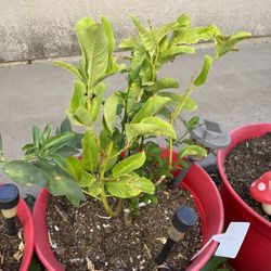Citron ‘Buddha’s Hand’ Citrus Plant Tree 