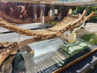 Lizard habitat