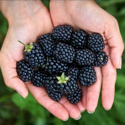 🌿 Apache Thornless Blackberry Bushes – Home Propagated & Thriving! 🌿