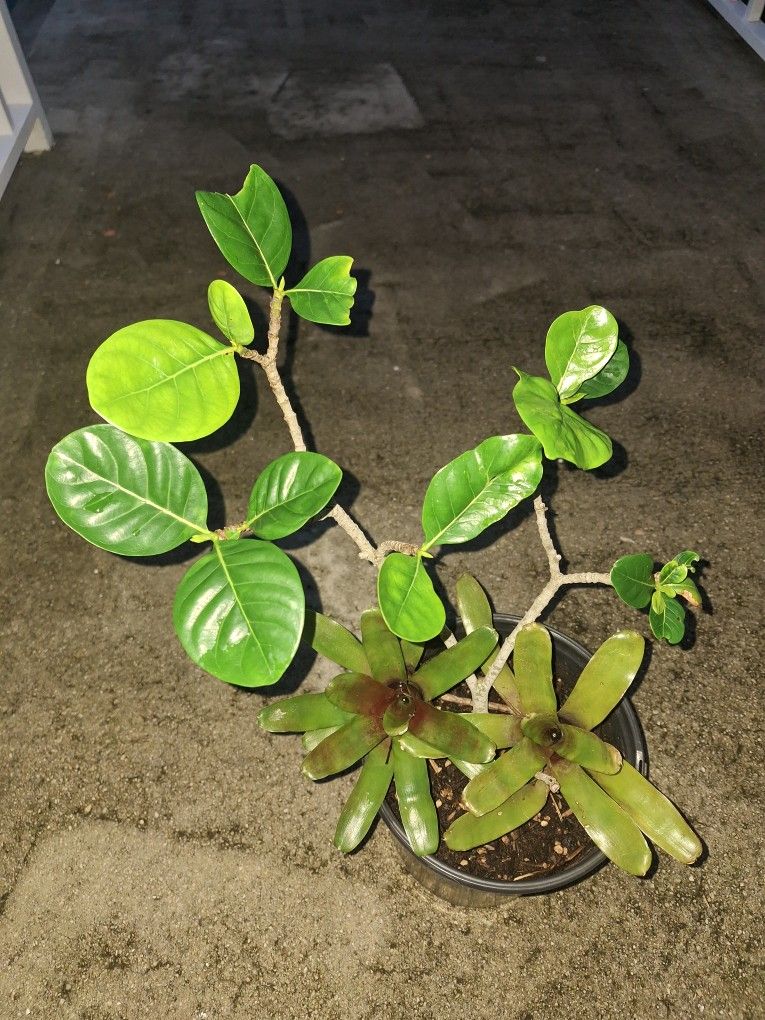 Tahitian GARDENIA and 2 Fire BROMELIADS