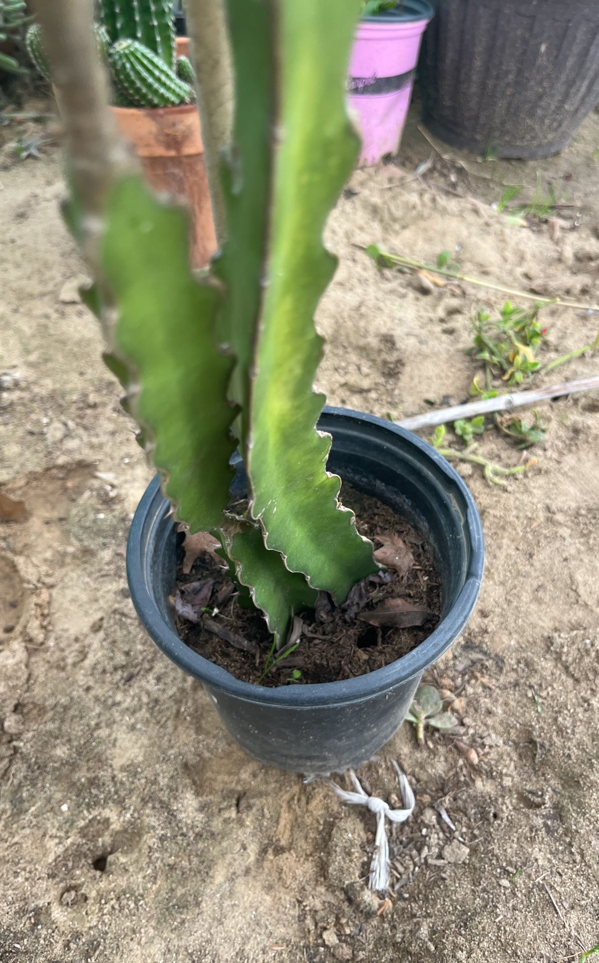 Plant