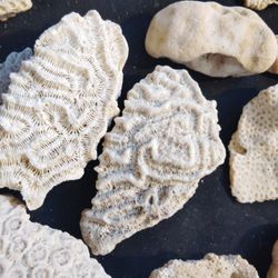 LIVE ROCK CORAL SKELETON