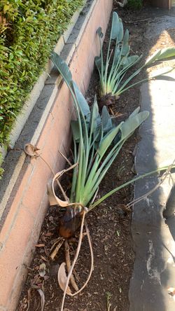 Birds of paradise