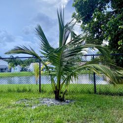 Green Malayan Dwarf coconut palm tree for Sale in Fort Lauderdale, FL -  OfferUp
