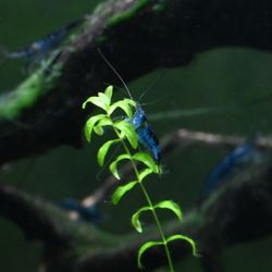 Neocaridina Blue Dream Shrimp