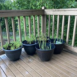 Plants/planter