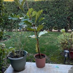 Ficus Lyrata Fiddle Leaf Fig Plant Tree Designer Real Natural Alive Bush Decor Pot