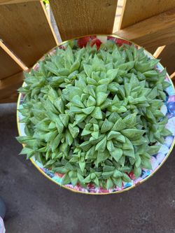 Haworthia succulent