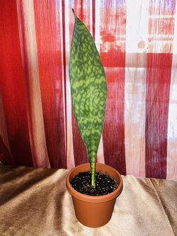 Sansevieria Whales Fin Plant 6 Inch Pot