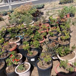 Honeysuckle plants