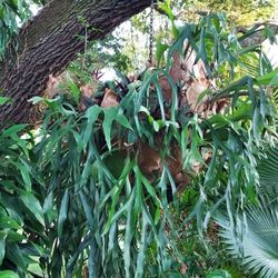STAGHORN  FERN GIANT HANGING 30 YR. OLD