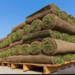 Tall Fescue Sod 