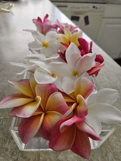 Plumeria Cutting/ Plants  1 For $25. 2 For $40  Any Colors  Mix An Match 
