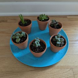 Succulents In 2.5" Pots