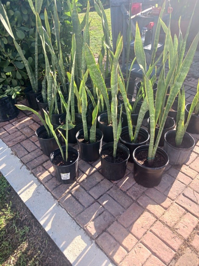 Snake Plants